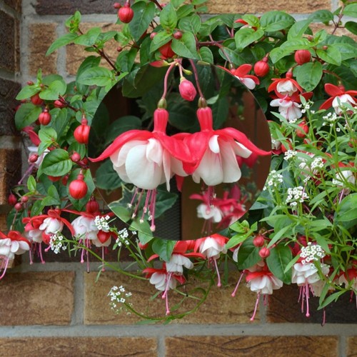 Fuchsia 'Sir Matt Busby' - Fuksia 'Sir Matt Busby' P9/0,55L